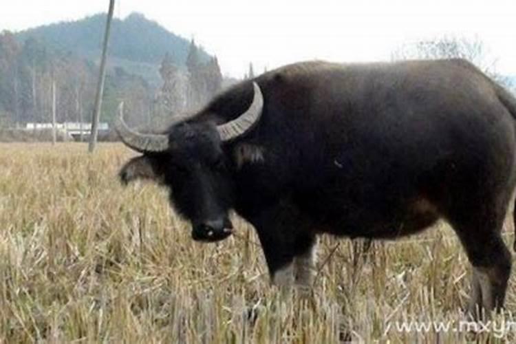 梦见水牛是什么预兆