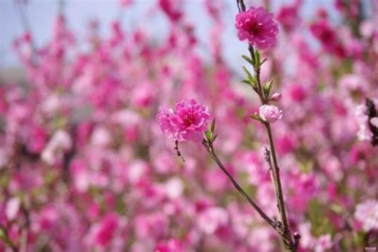 怎么看桃花运势 怎么让桃花运变好