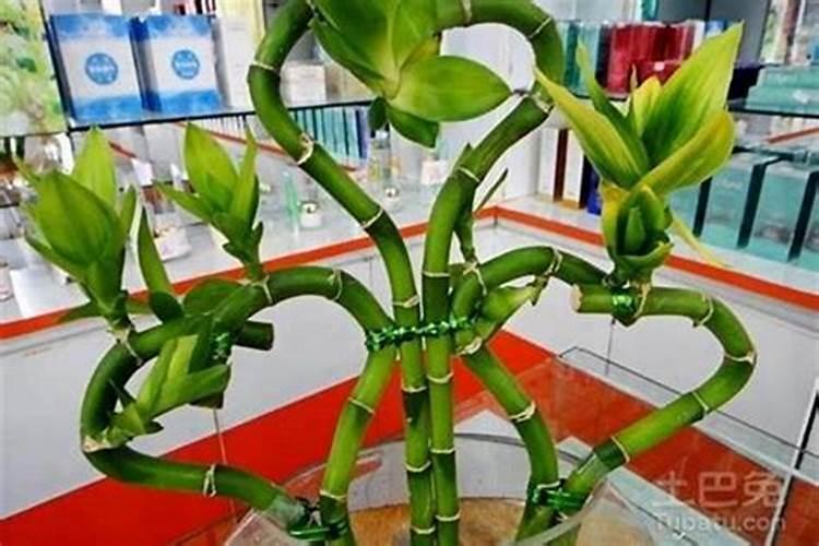哪位可以告诉我转运竹放在哪里最好？有人了解吗？