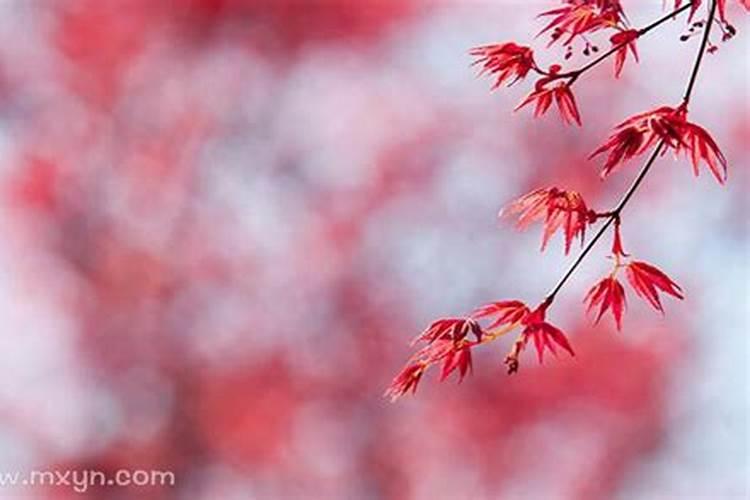 春节风俗活动 春节风俗活动有哪些