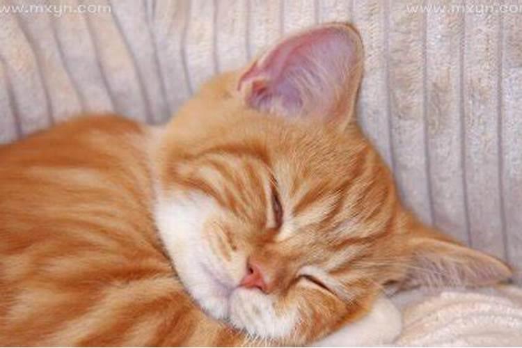 梦见抱着猫什么意思