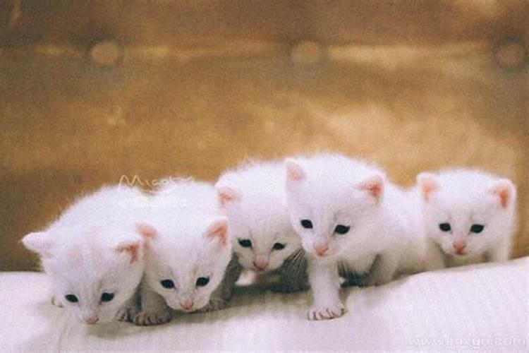 梦见生了好多小猫的预兆