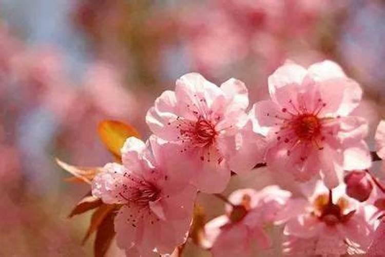 帝旺桃花是什么意思,确定桃花位的方法？