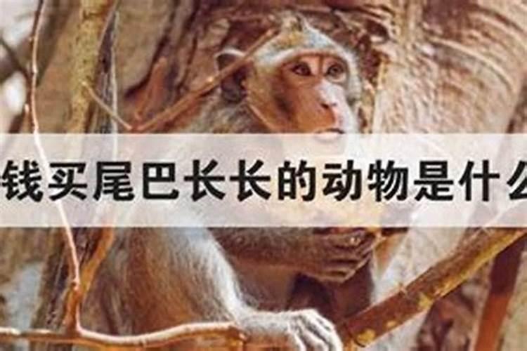 1999年属兔男2025年的运势及运程如何