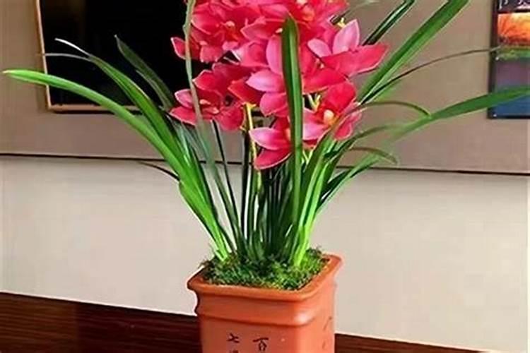 家里有高考的孩子适合养什么花寓意高考金榜题名的植物有哪些百度知 ...