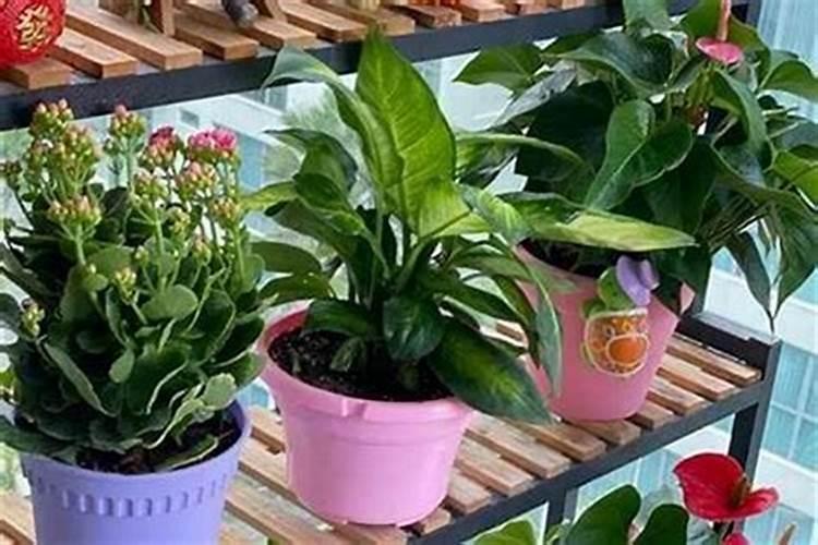 家里有高考的孩子适合养什么花 寓意高考金榜题名的植物有哪些百度知 ...