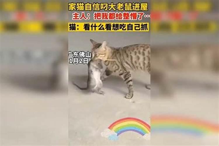 2025年本命年属蛇的运势如何呢