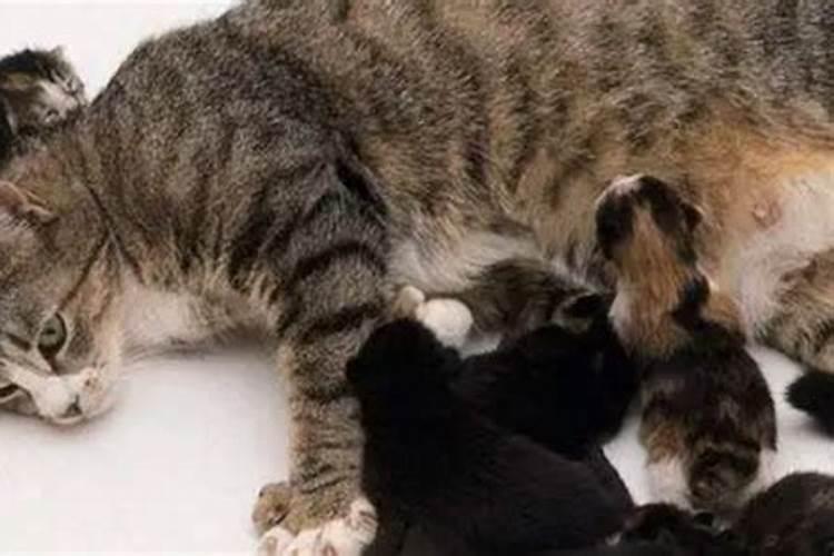 梦见猫咪生小猫难产死了