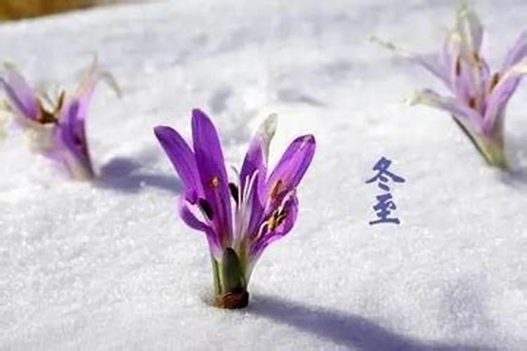 为什么冬至要上坟？
