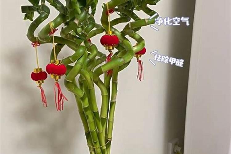 2022家摆什么植物招财