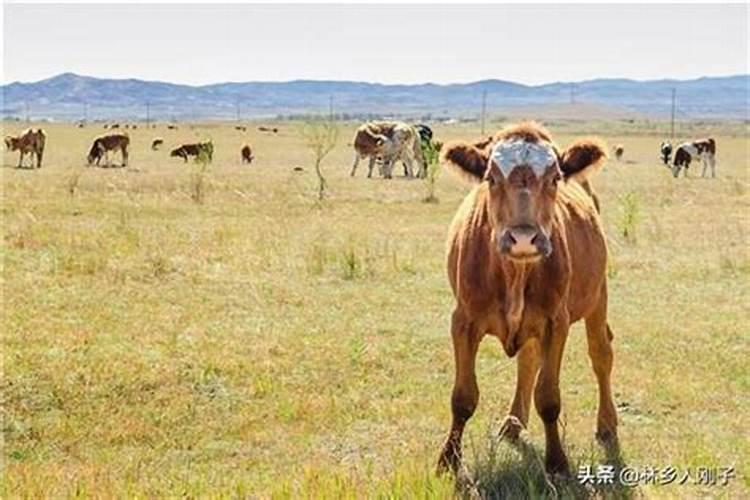 如何养牛