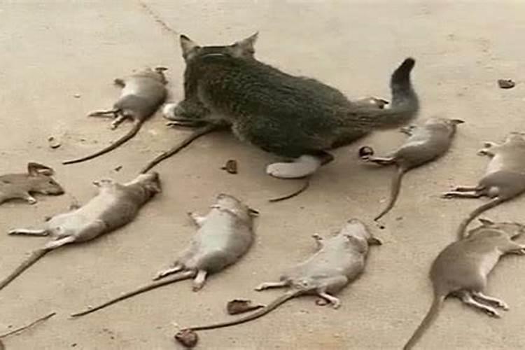 梦见一直像猫一样大老鼠咬我