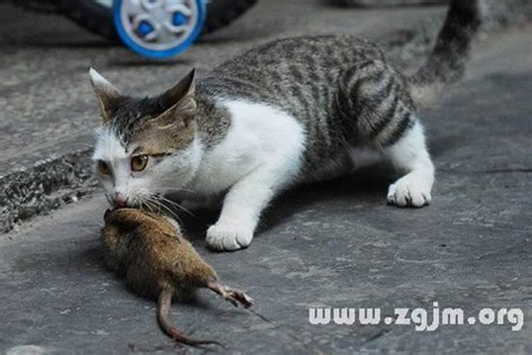 梦见像猫又像老鼠的动物咬我吃我的肉