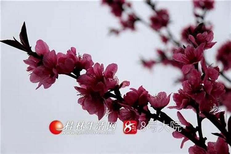 农历3月15是什么日子