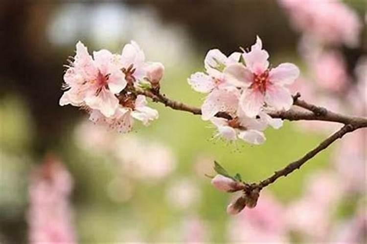 农历三月十五是什么日子