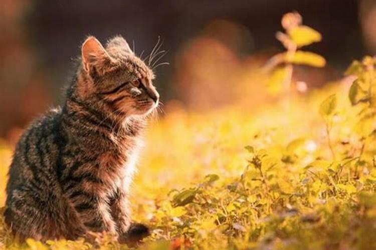 男人梦见猫是什么征兆 男人梦见猫是好事吗