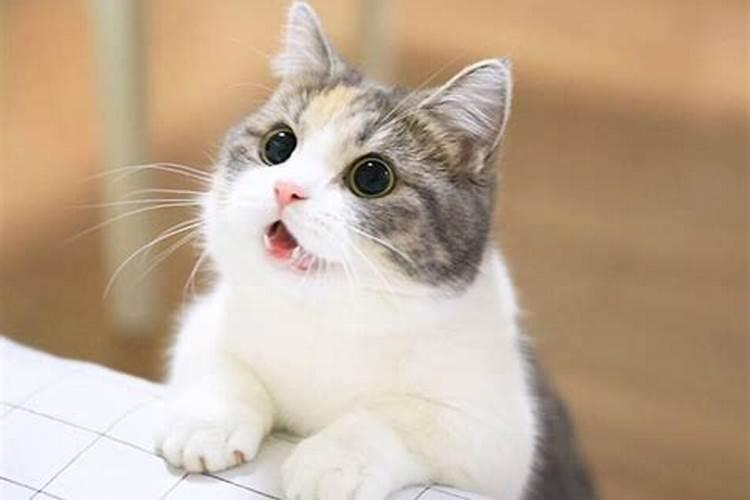 男人梦见猫的七大预兆