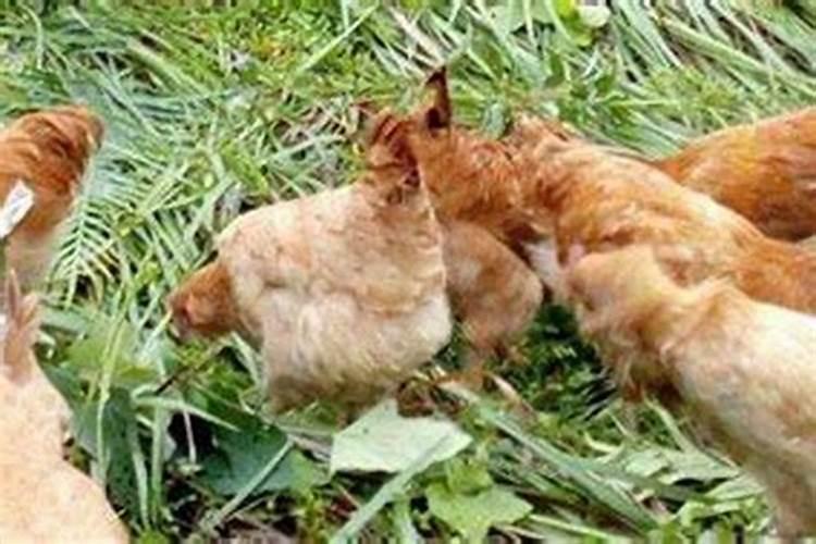 婚姻不好佩戴什么化解 家里摆什么可提升姻缘？
