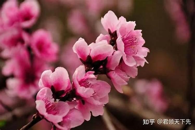 桃花运很旺是什么意思？