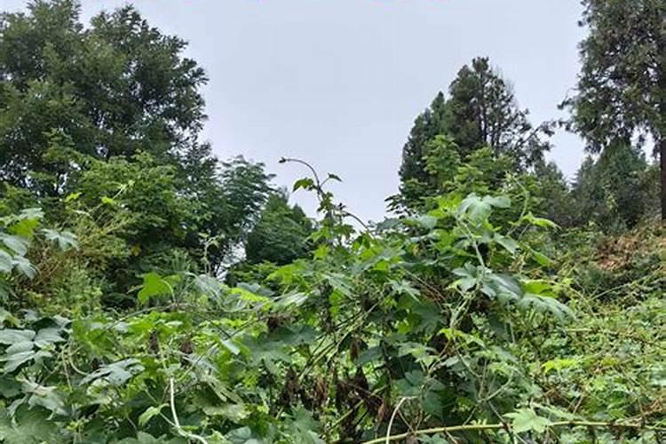 女命壬癸水官杀混杂,以年柱查婚姻宫丑土空亡