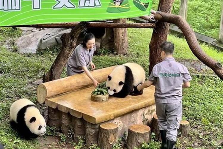 端午节的动物
