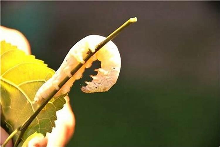 2028有几个月2022年植树节几月几号