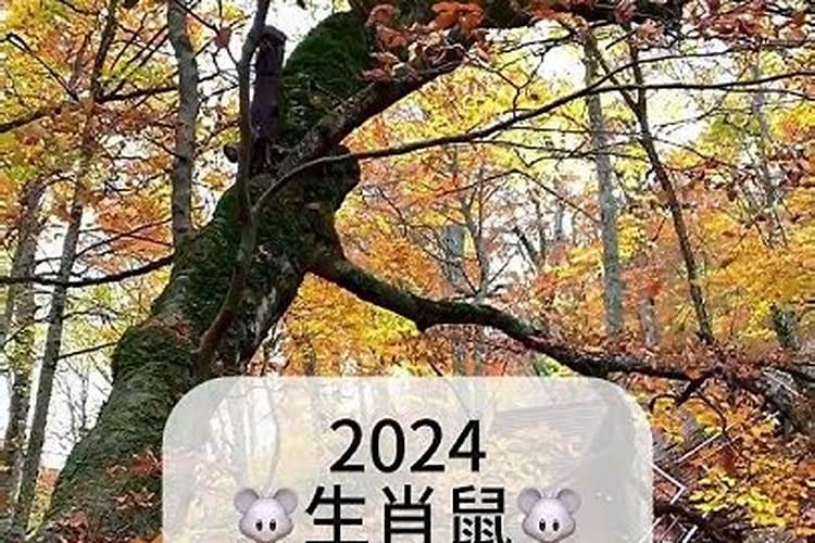 生肖鼠1996年2025年运势如何 生肖鼠1996年2025年全年运势