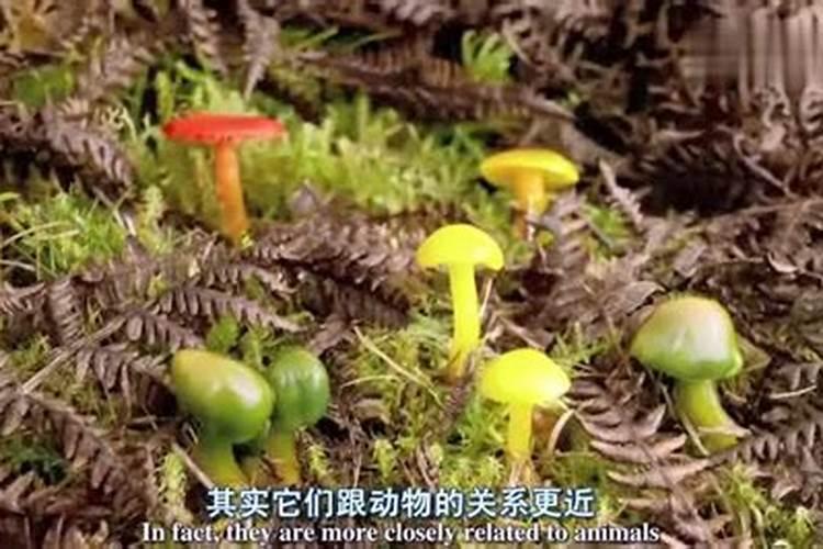 夏至菇一般长在什么地方