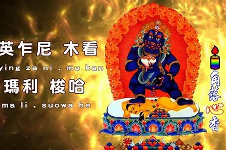 属羊和属鸡的合不合