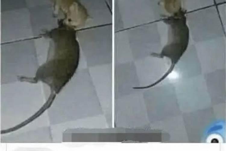 梦见捉住老鼠是什么意思？