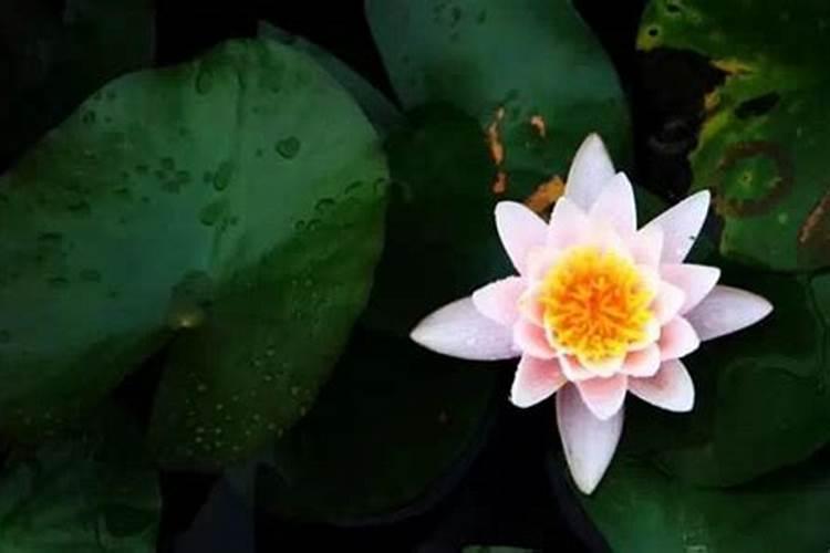 偏印大运特点身弱走偏印大运会发生什么