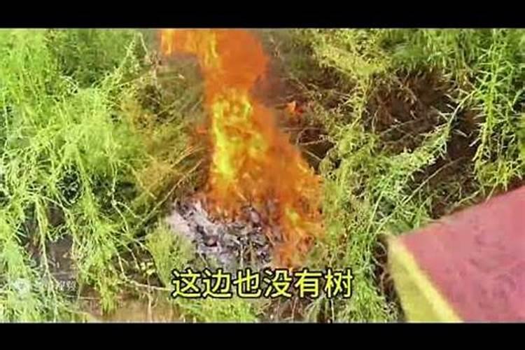 属蛇出生的年月日时辰命运,最聪明的三个出生时辰