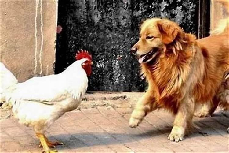 属鸡的为什么近几年都犯太岁 犯太岁有哪些先兆？
