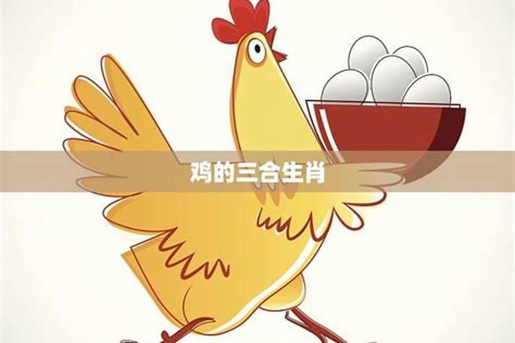 属鸡的三合和三冲