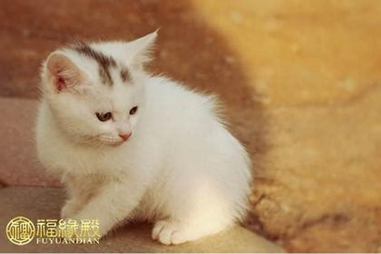 家中喂猫好么家中喂猫影响运势吗,家里养猫对财运好不好