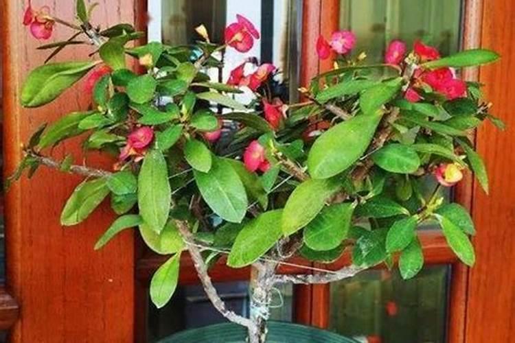 刺梅花家里养风水好吗