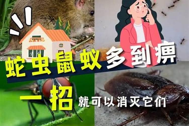 84年属鼠女在2025年每月运势