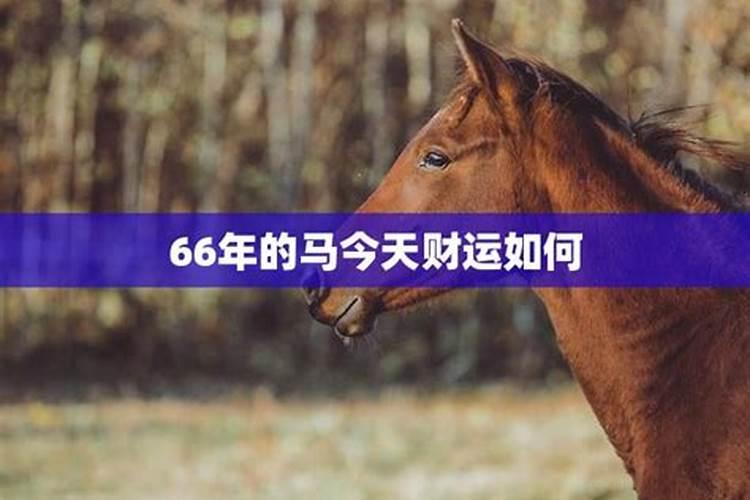 66年属马人2024年运势怎么样