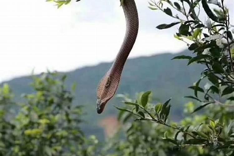 看到蛇爬树是什么预兆？