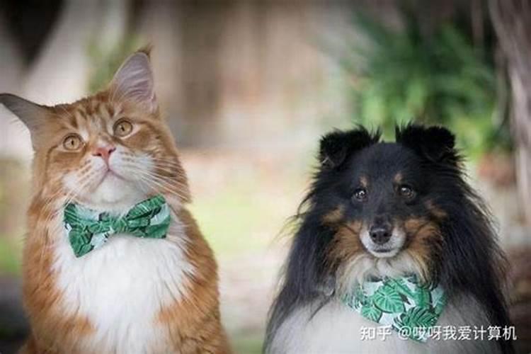 什么属相能养猫能旺财 属马的人养好不好