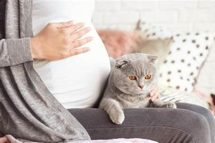 养猫最忌讳的一个生肖,什么属相不能养猫什么生肖的人不适合养猫