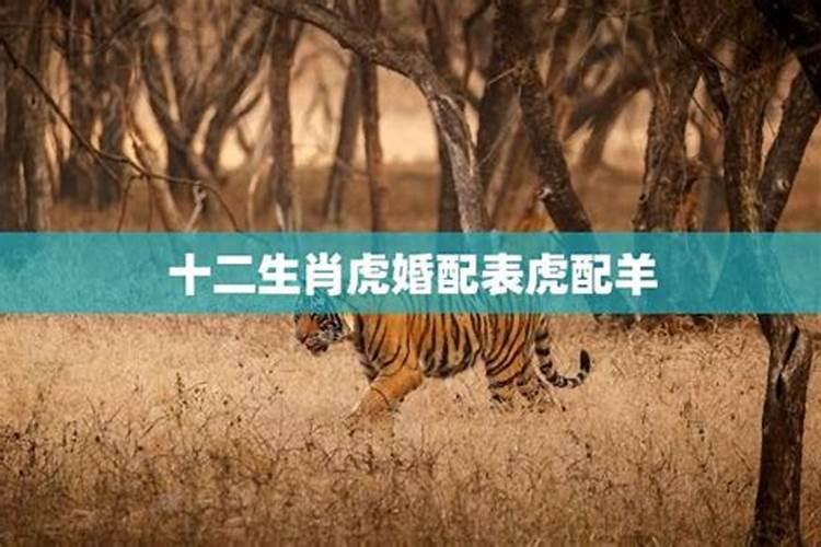 羊和虎合不合