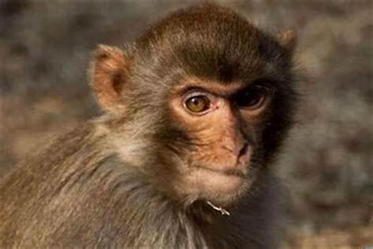 为什么有的人不能养猫？