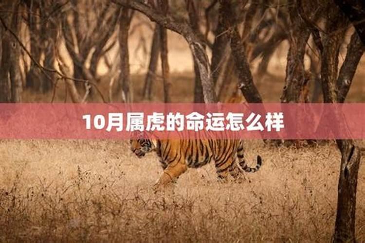 八字算命10月份出生的虎宝宝好不好