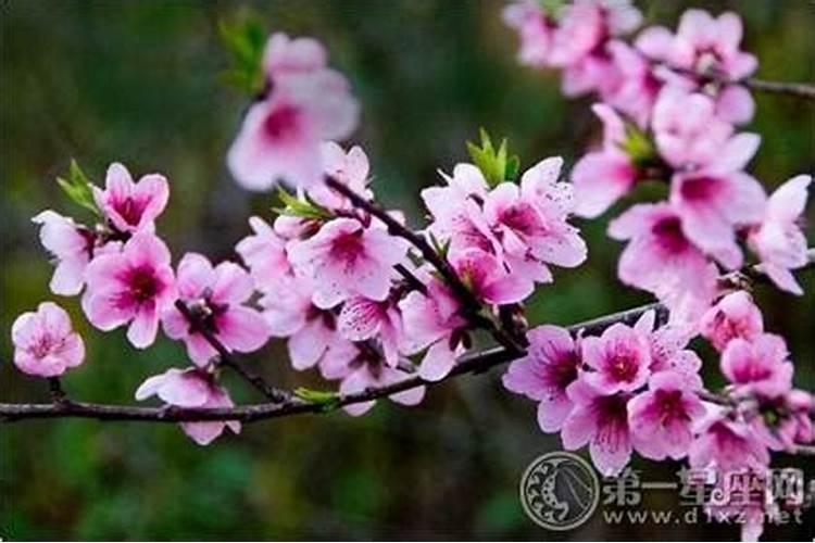 桃花煞人的命运如何,婚姻多波折？