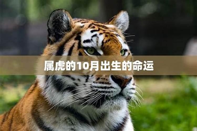 八字算命10月的虎宝宝命运如何,十月属虎人命运如何？