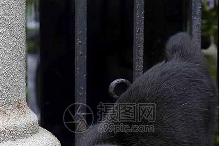遇到黑猫有什么预兆