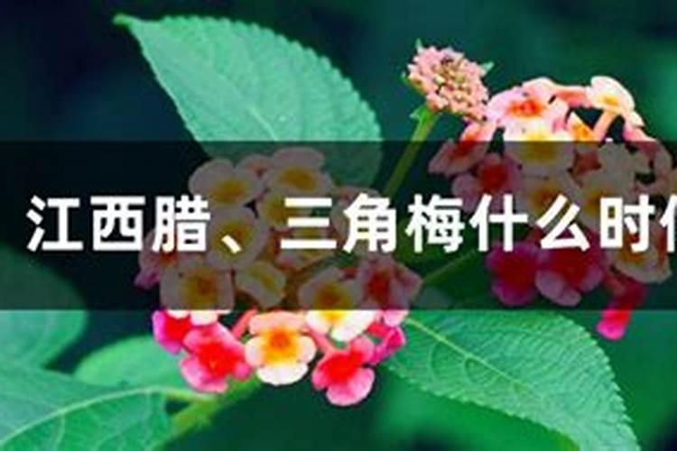 五色梅、江西腊、三角梅什么时候开花