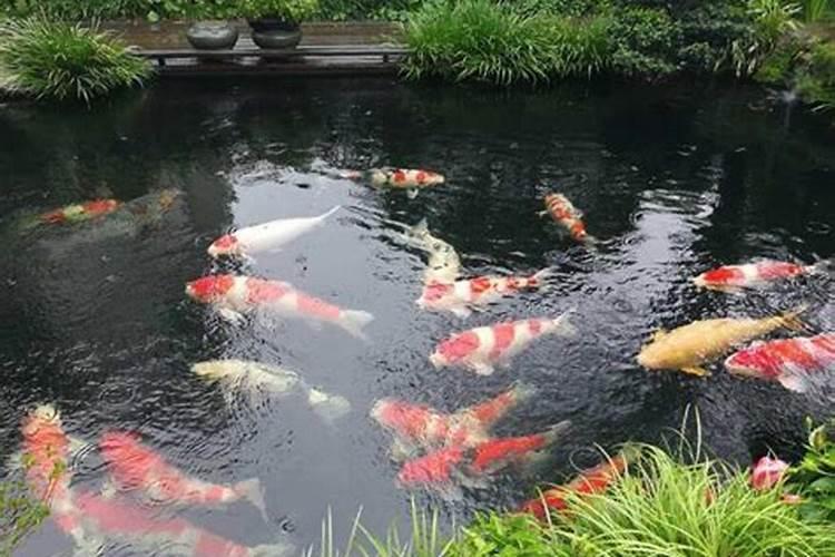 解梦:梦见两个鱼缸里好多鱼,水太多有鱼溢出来了……