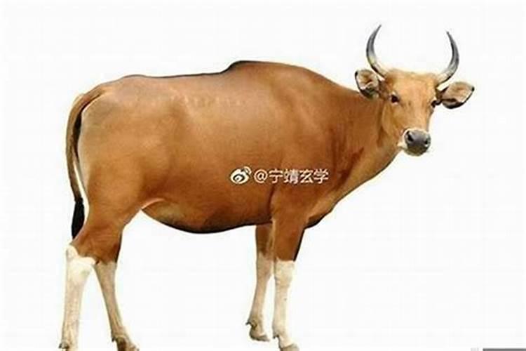 1997年属牛姻缘在哪年97属牛女旺夫么